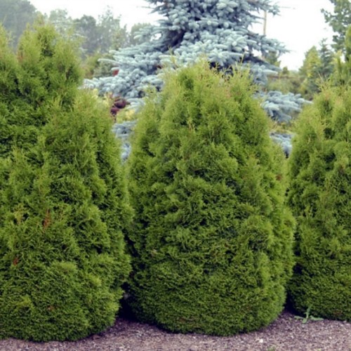Thuja occidentalis 'Dumosa' - Harilik elupuu 'Dumosa' C5/5L